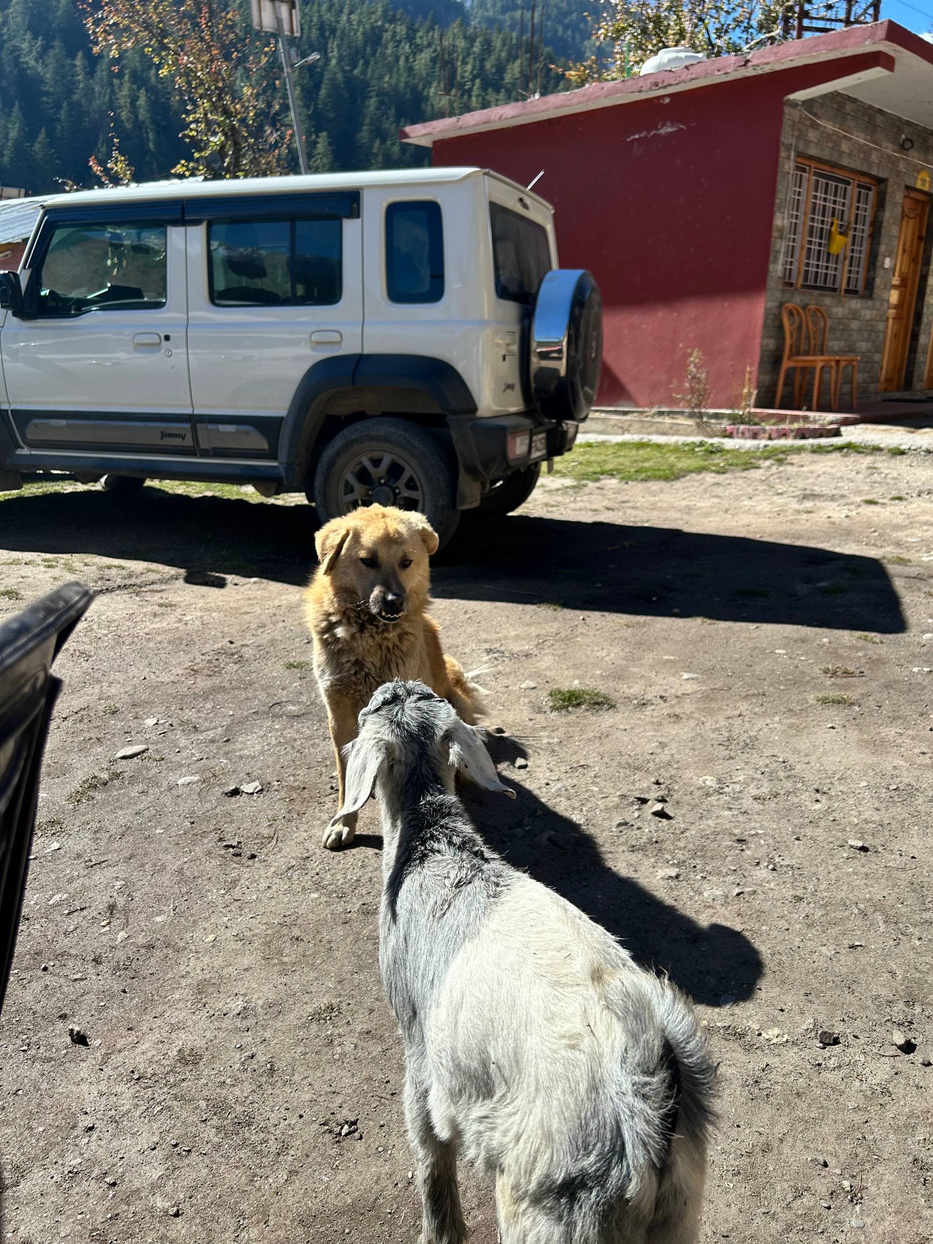 A dog and a goat facing each other on a mountain road